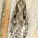 Image of Aurora Flatbody Moth
