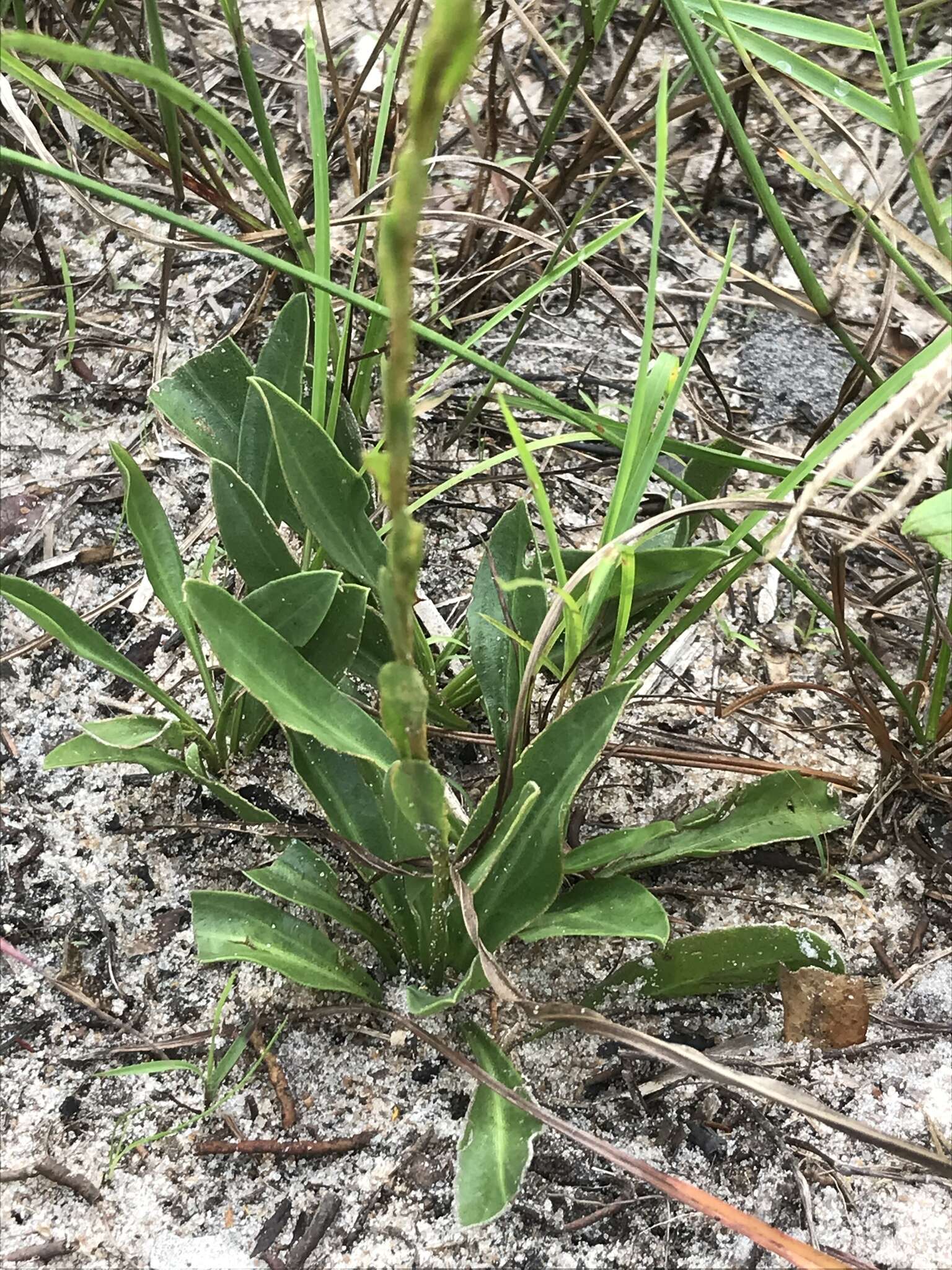 Plancia ëd <i>Solidago virgata</i>