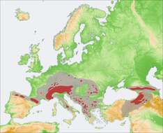 Plancia ëd Rupicapra Blainville 1816