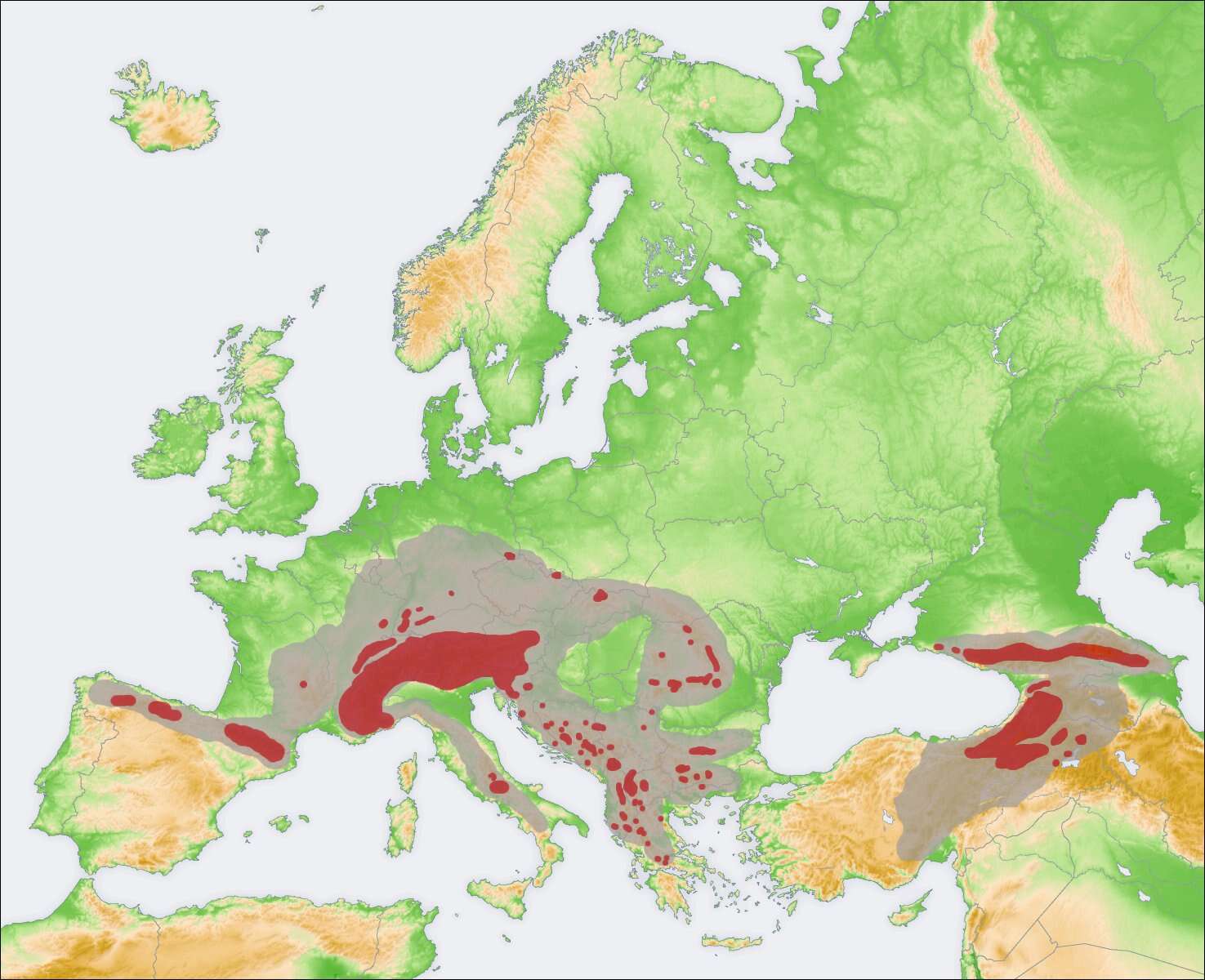 Image of chamois