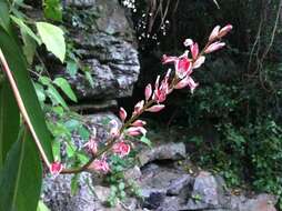 Alpinia calcicola Q. B. Nguyen & M. F. Newman的圖片