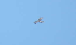 Image of Long-winged Harrier