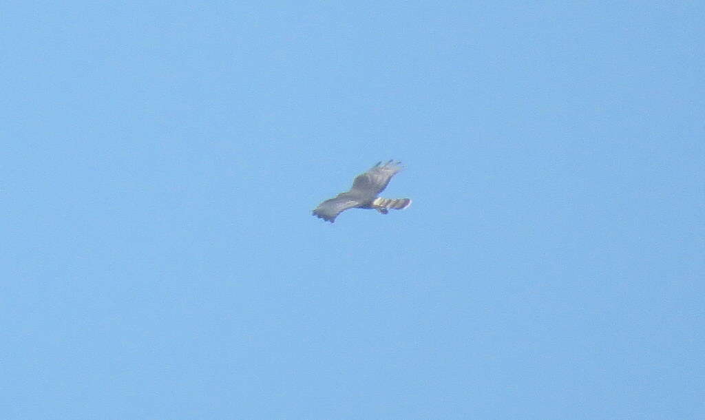 Image of Long-winged Harrier