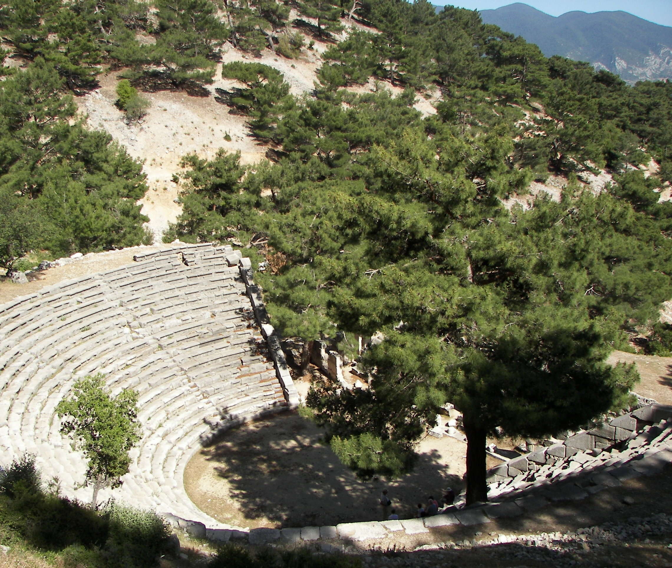 Image of Brutia Pine