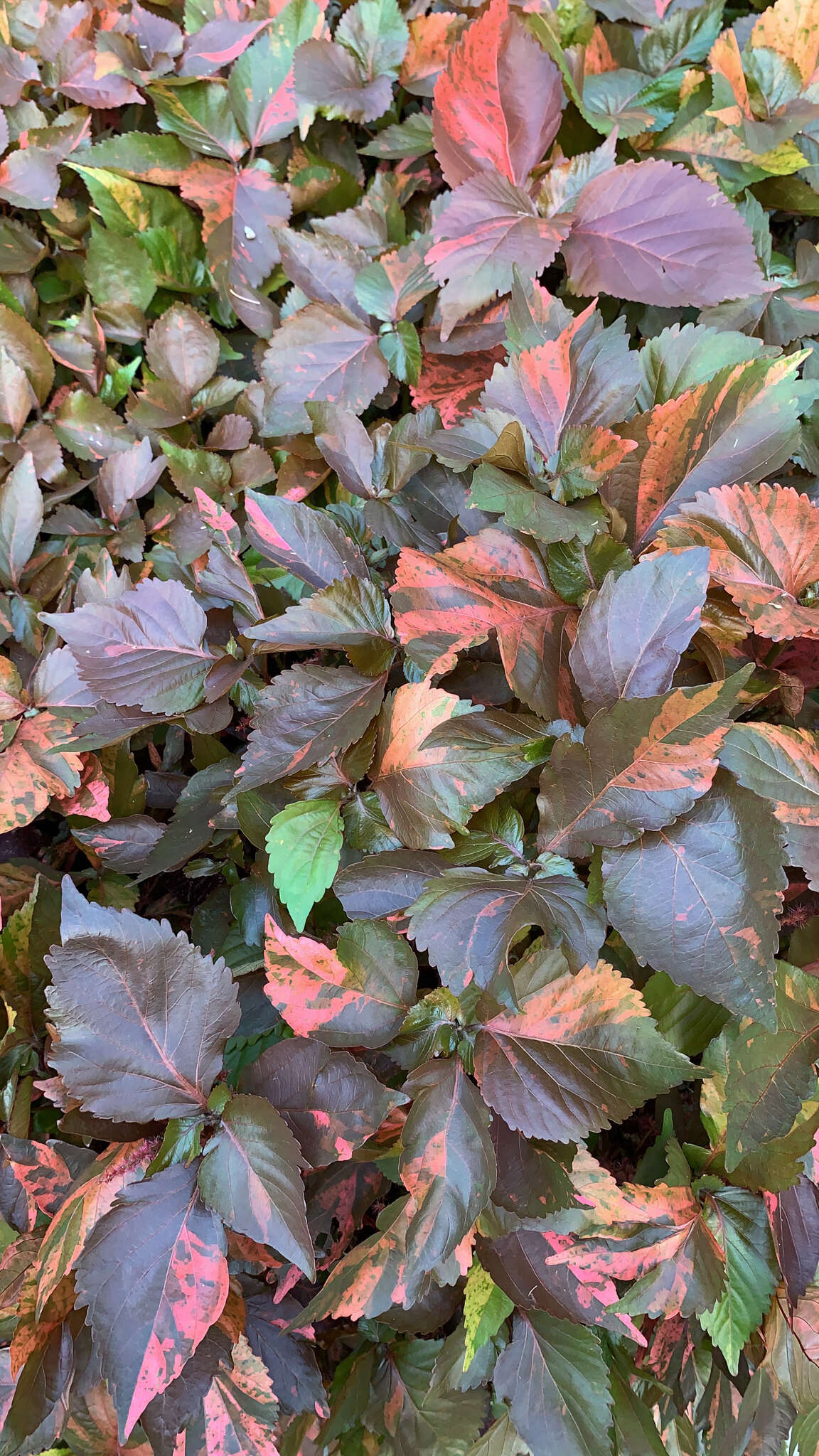 صورة Acalypha wilkesiana Müll. Arg.