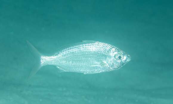 Image of Black-tipped Silver-biddy