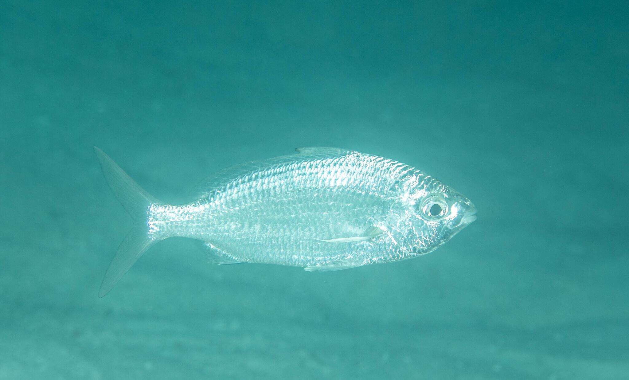 Image of Black-tipped Silver-biddy