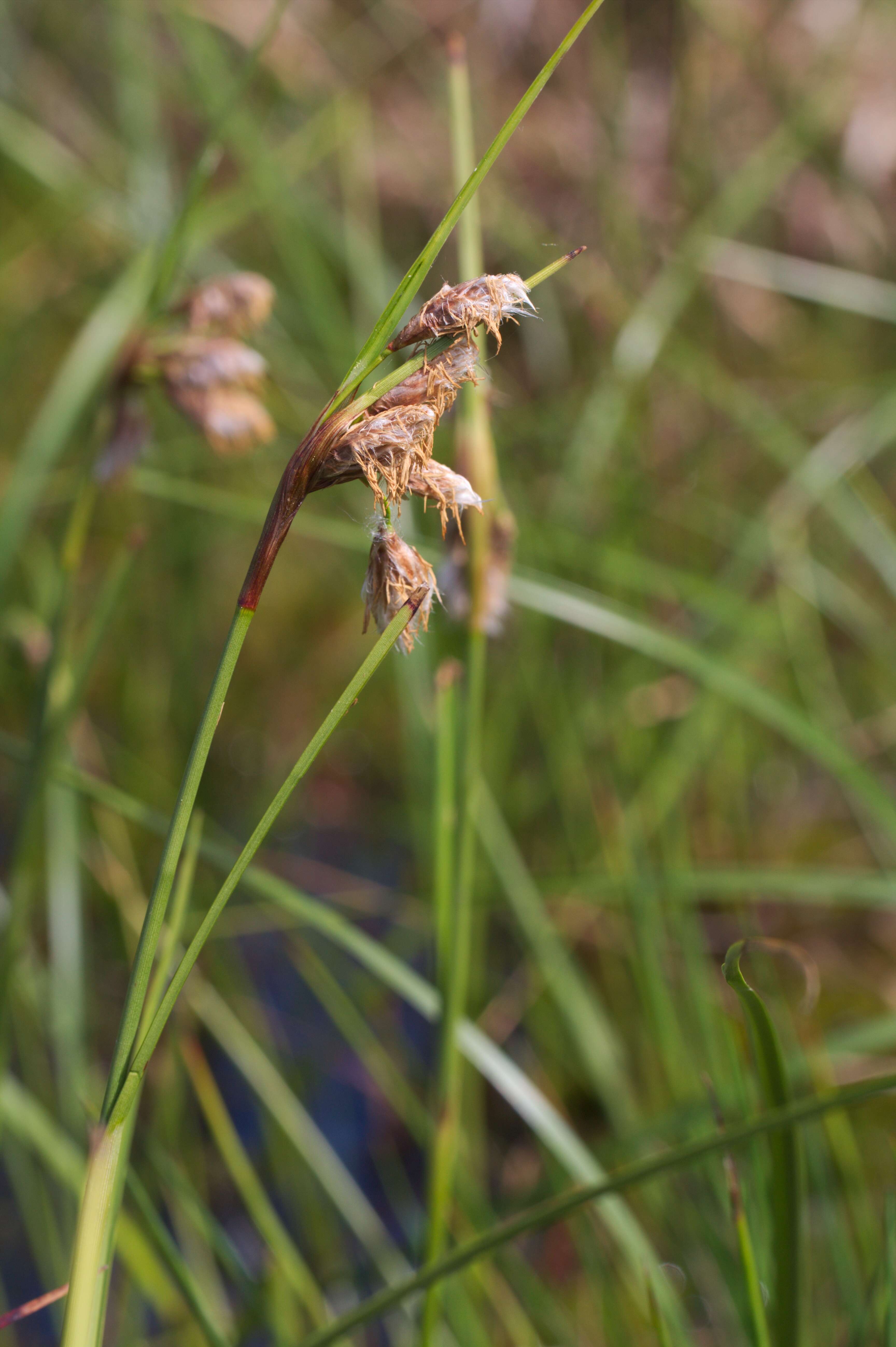 Image of common cottongrass