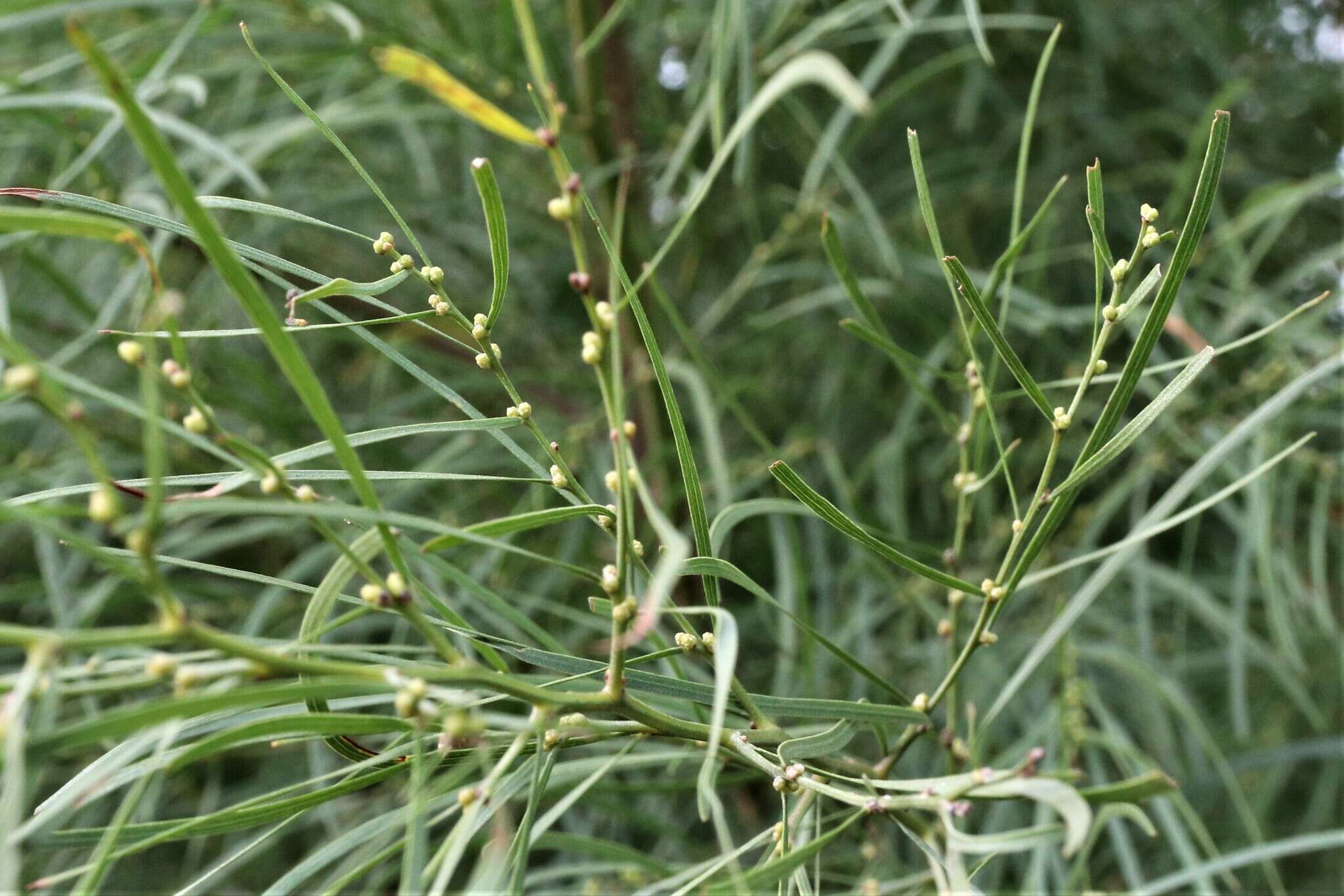 Image of bower wattle