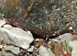 Image of Cumberland Dusky Salamander