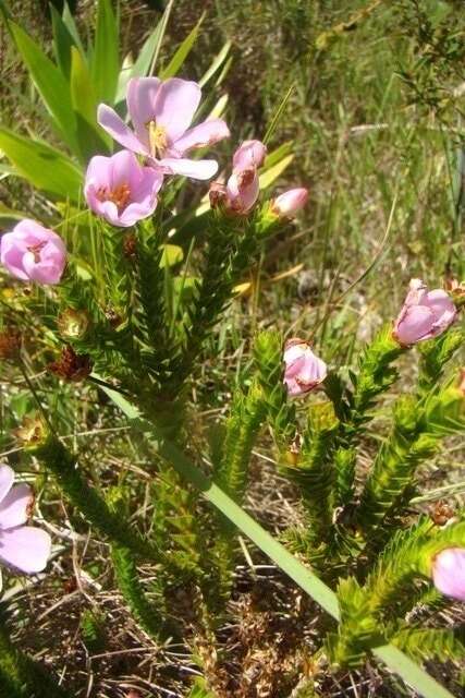 Image of Lavoisiera imbricata DC.