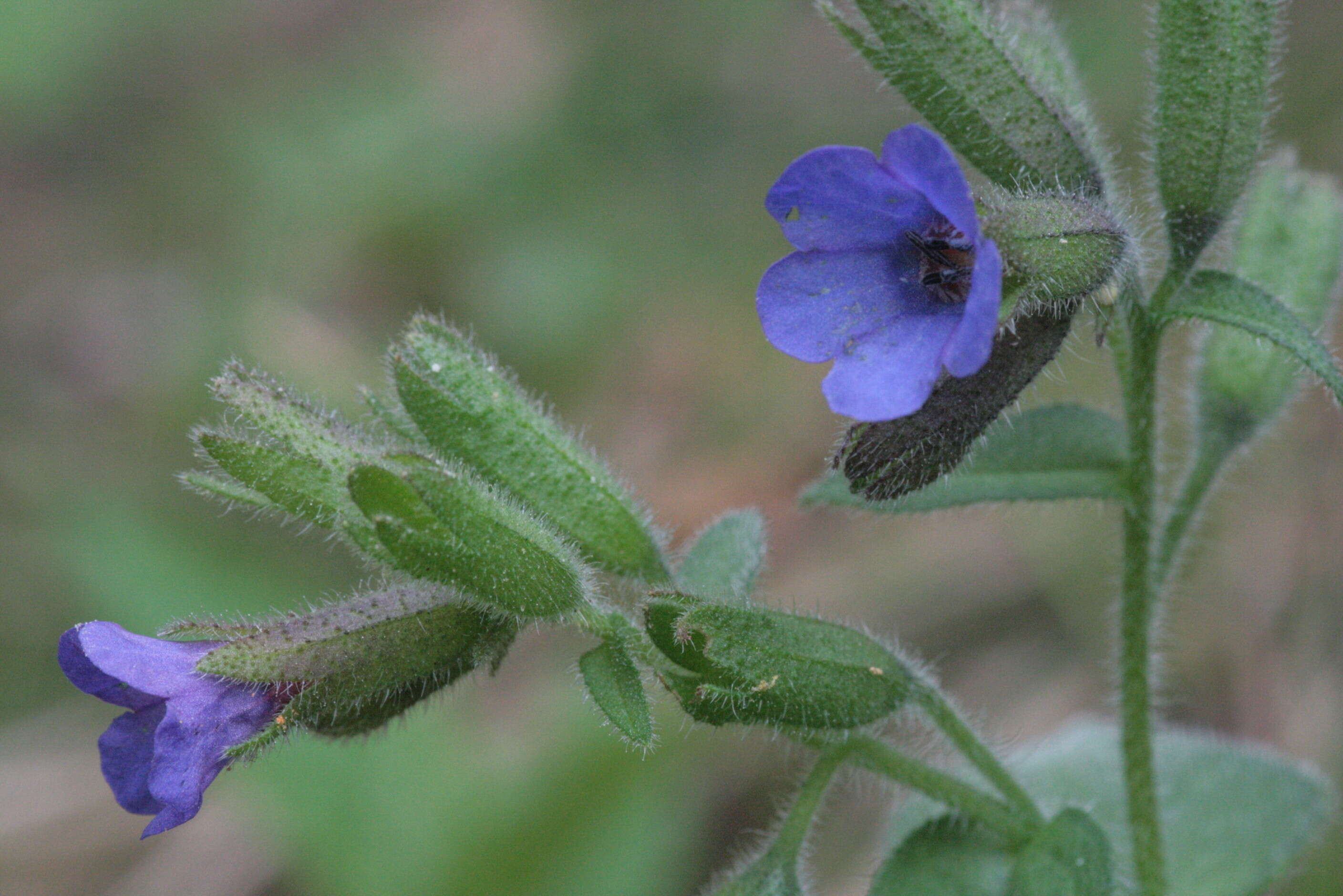 Plancia ëd Pulmonaria