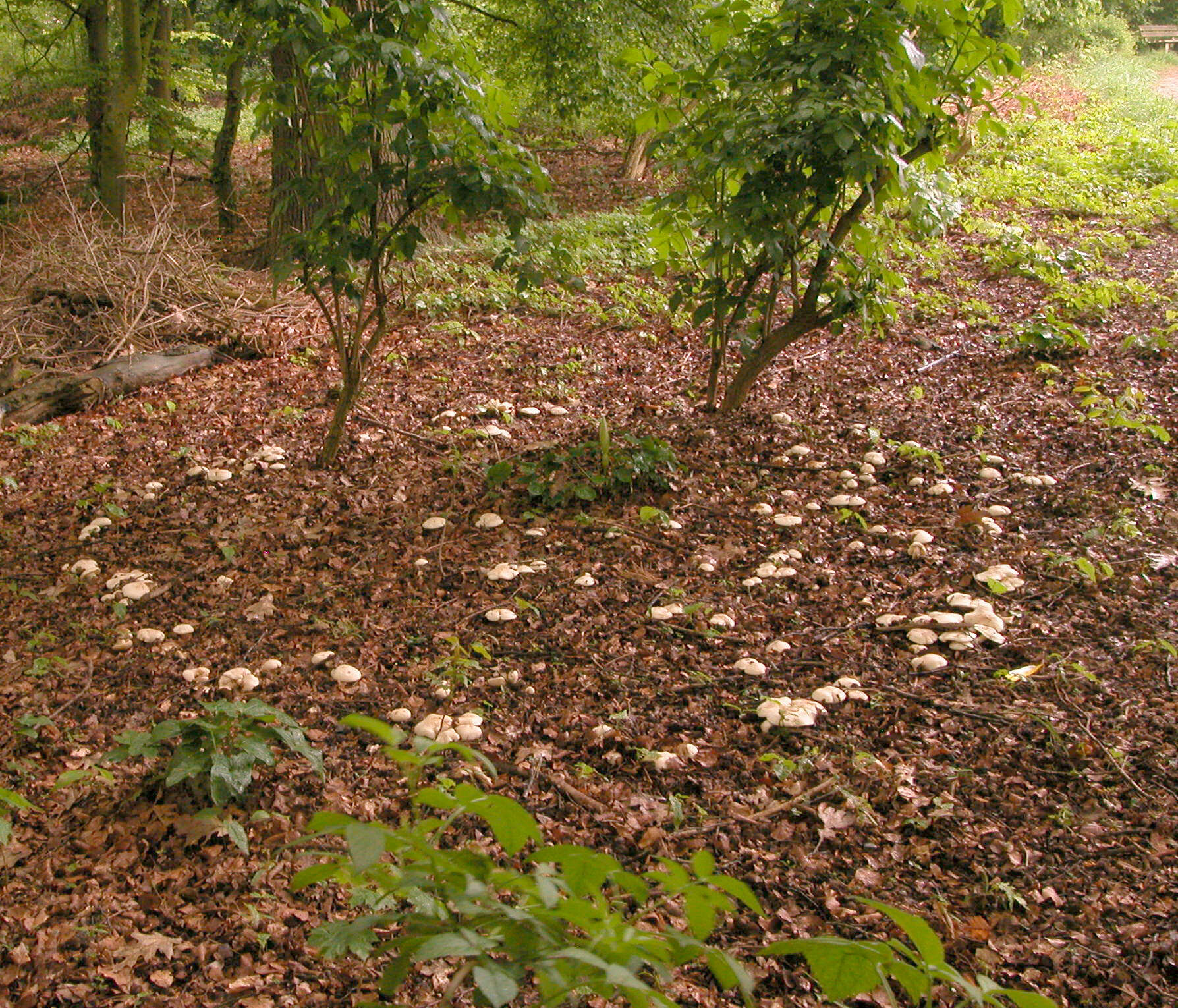 Image of Calocybe