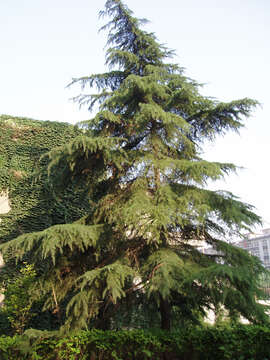 Image of Deodar cedar