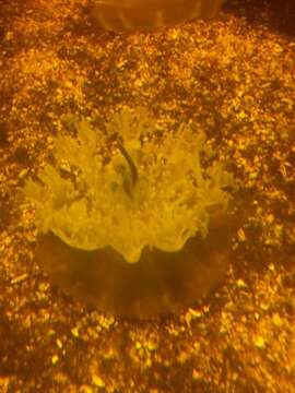 Image of Upside-down jellyfish