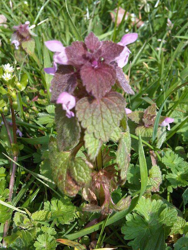 Image of purple archangel