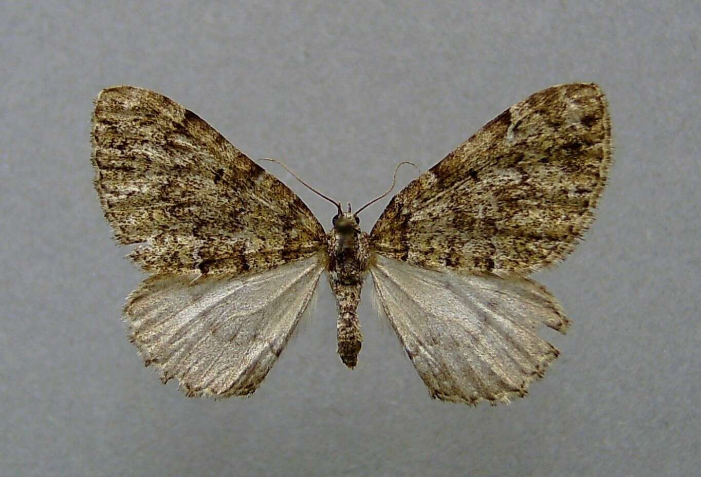 Image of Colostygia kollariaria Herrich-Schäffer 1848