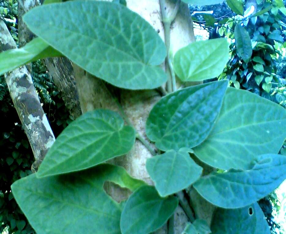 Image of Betel pepper