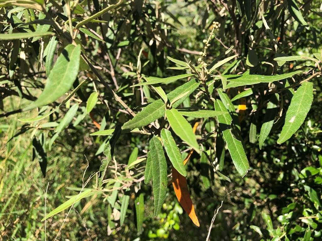 Image of Croton stigmatosus F. Muell.