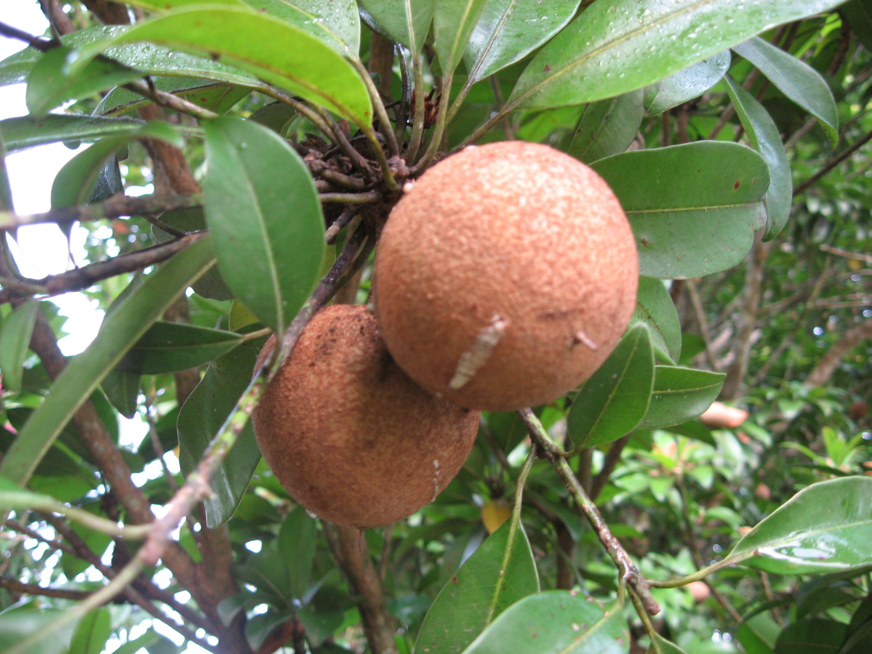 Imagem de Manilkara zapota (L.) P. Royen