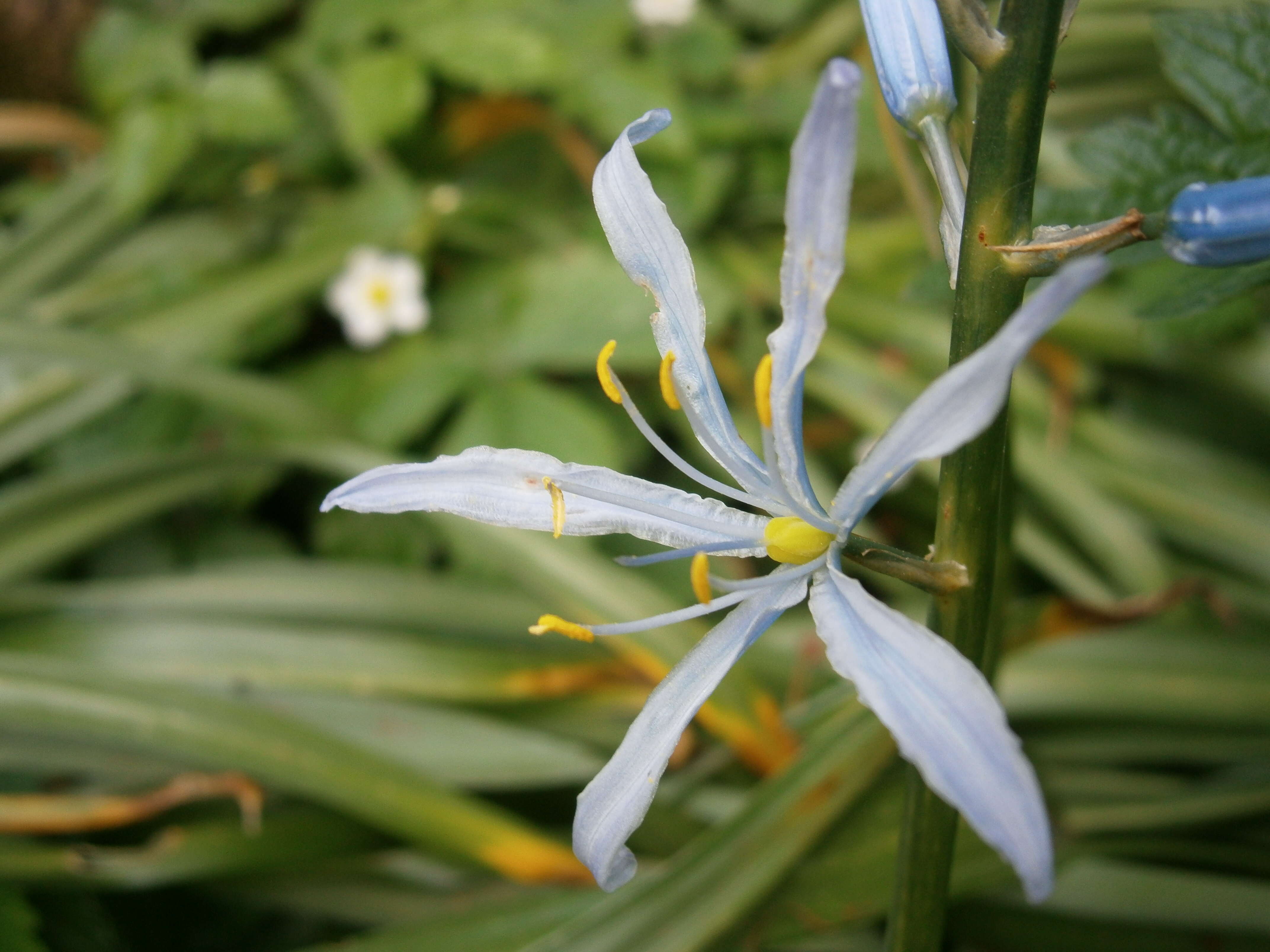 Image of Cusick's camas