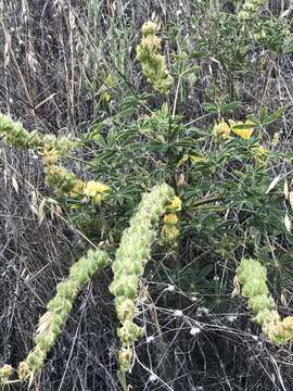 Image of whitewhorl lupine