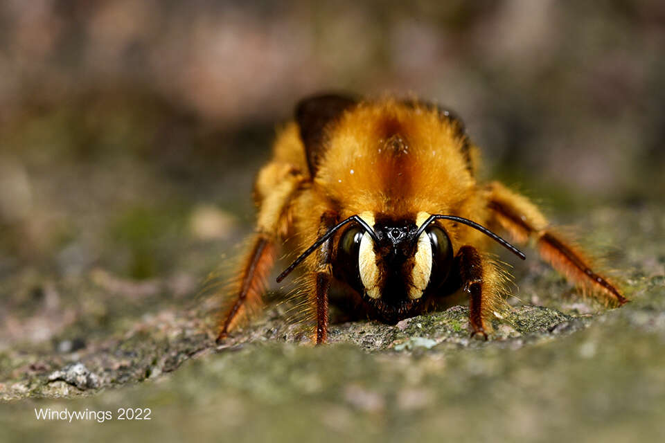 Xylocopa rufipes Smith 1852 resmi