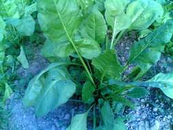 Image of spinach