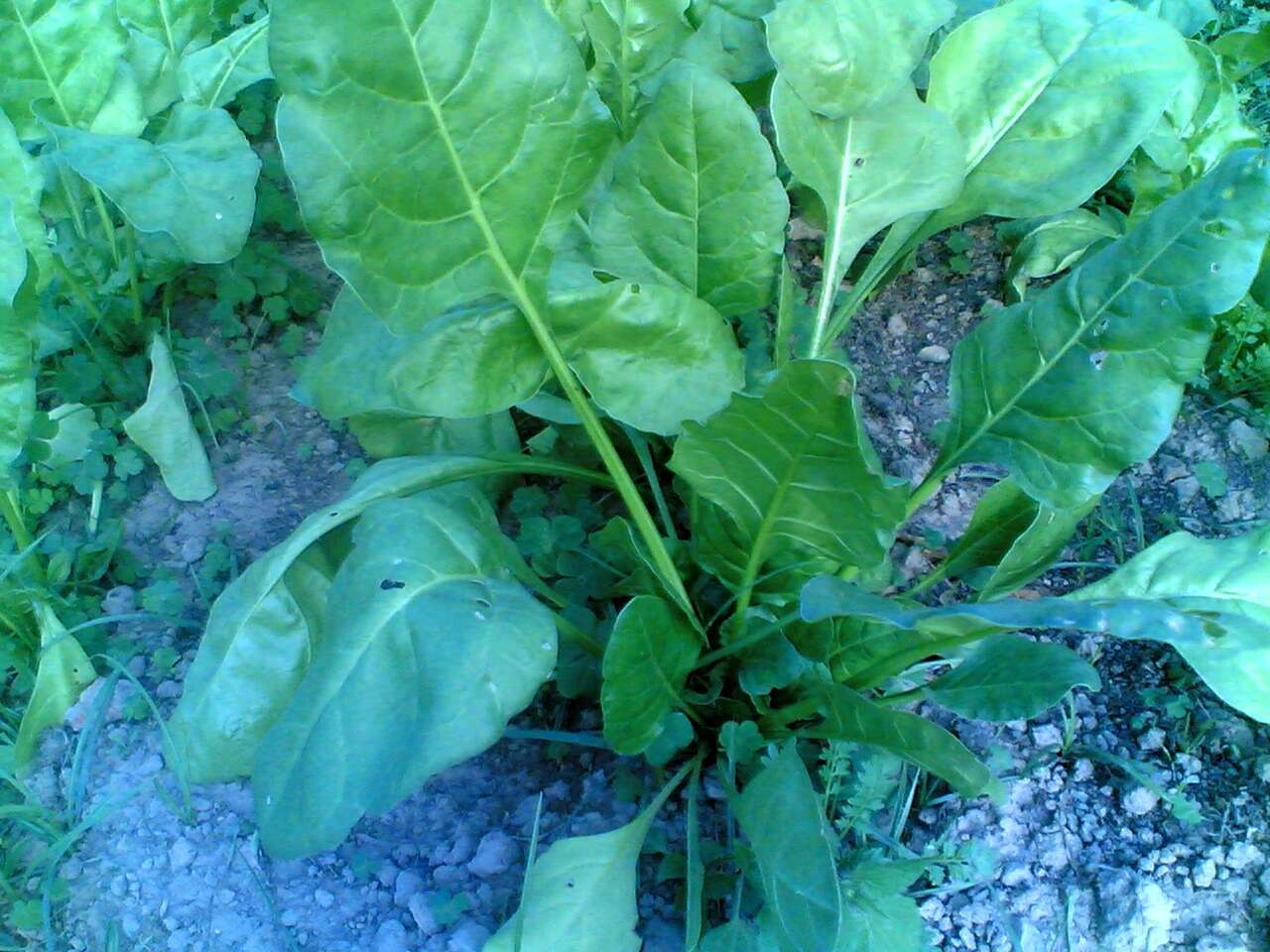 Image of spinach