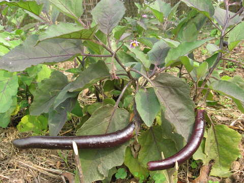 Image of eggplant