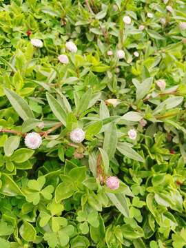 Imagem de Spilanthes leiocarpa DC.