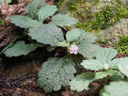 Ajugoides humilis (Miq.) Makino resmi