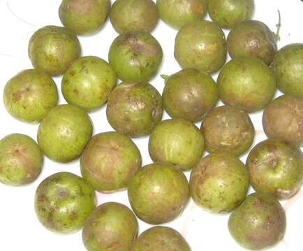 Image de Amla