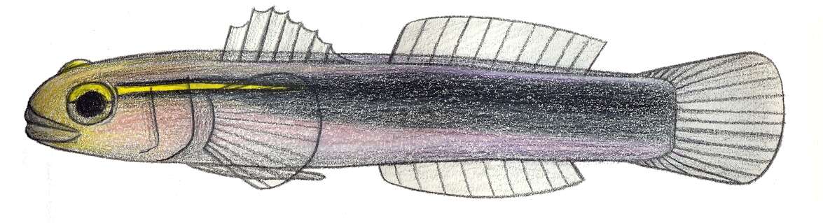 Image of Shortstripe Goby