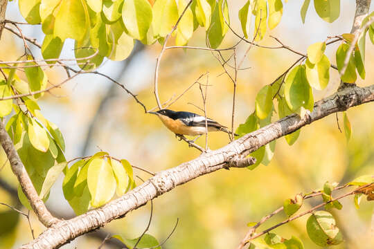 Image of Yellow-bellied Hyliota