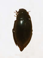 Image of Hydrophilus (Hydrophilus) acuminatus Motschulsky 1854