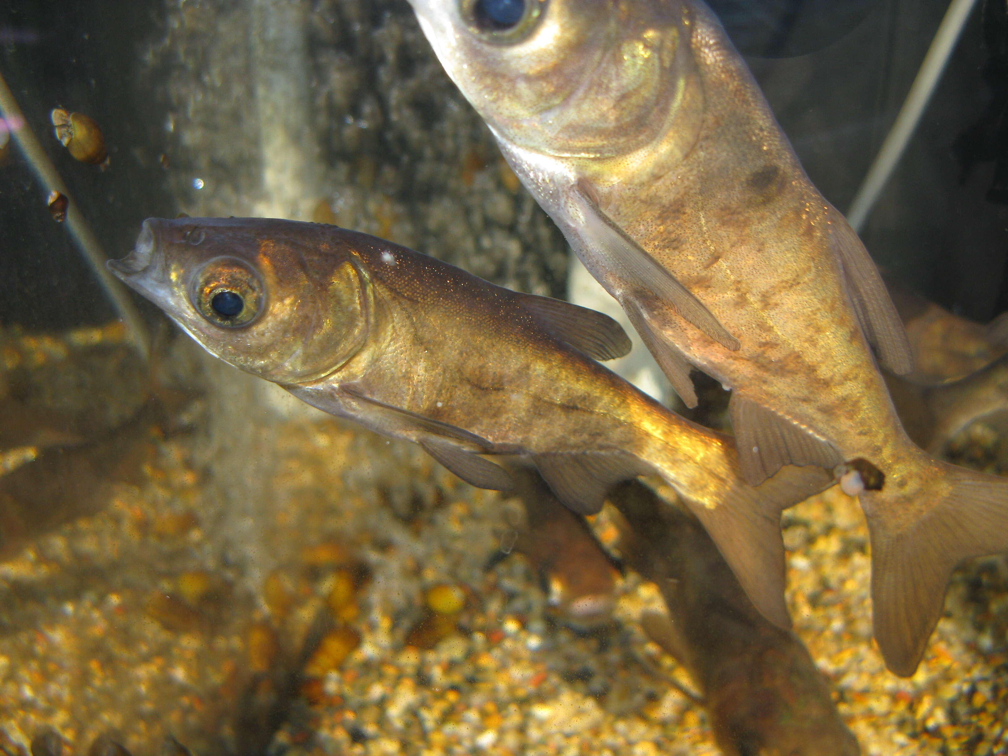 Image of silver carp