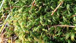 Image of Broom Moss