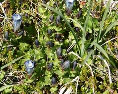 Image of Bog Gentian