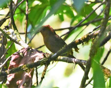 Image of Crested Ant Tanager