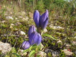 Imagem de Gentiana linearis Froel.