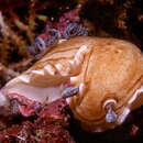 Image of Variable creamy grey tip slug