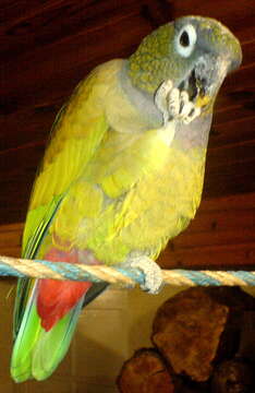 Image of Scaly-headed Parrot