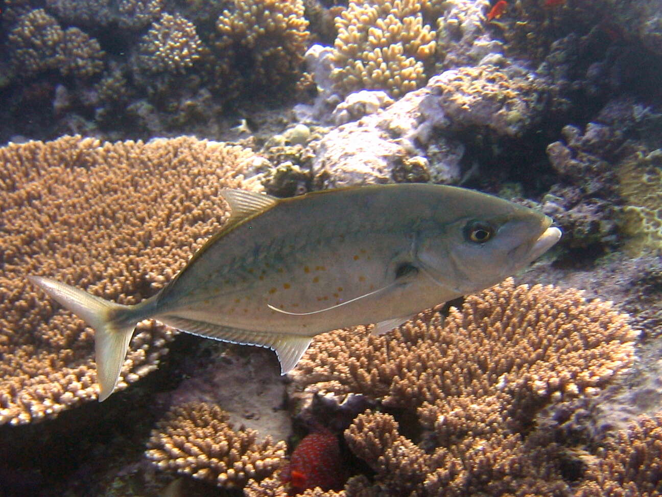 Image of Orange spotted trevally