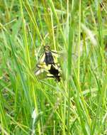 Image of Owly sulphur