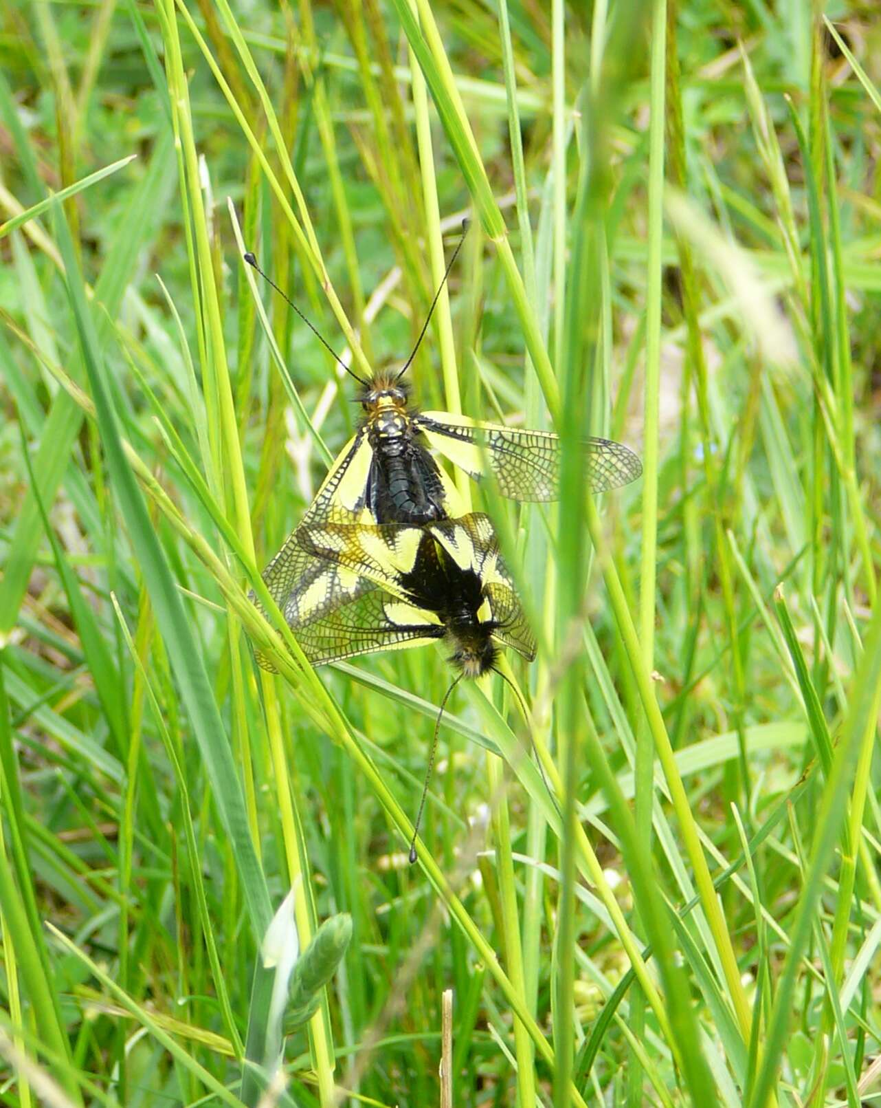 Image of Owly sulphur