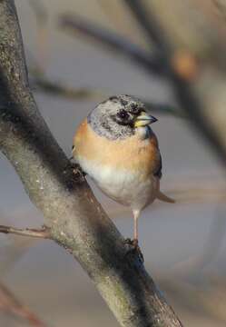 Image of Brambling