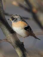 Image of Brambling