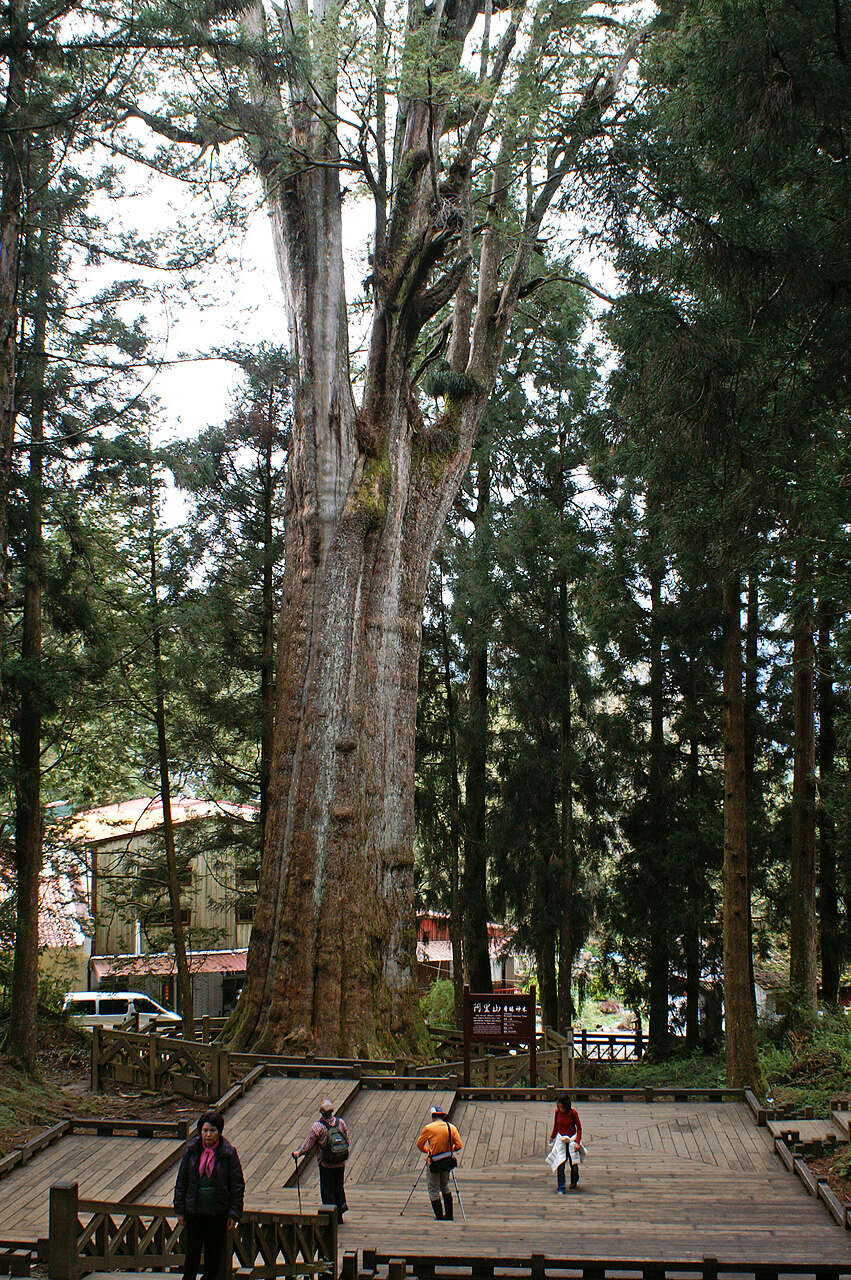 Image of Formosan Cypress