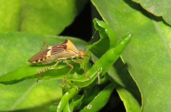 Plancia ëd Hypselonotus lineatus Stål 1862